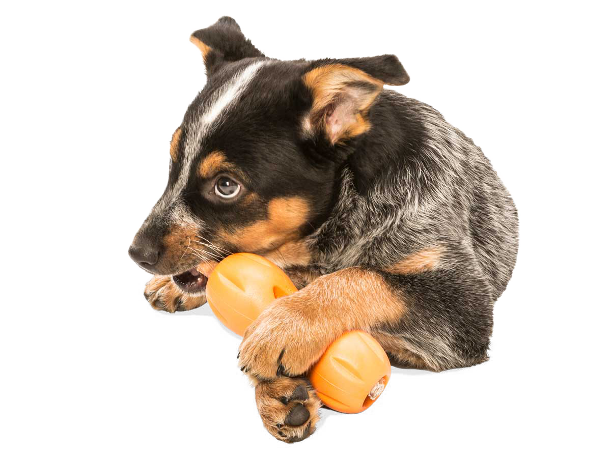 Qwizl® Dog Puzzle Treat-Dispensing Enrichment Toy: L / Granny Smith