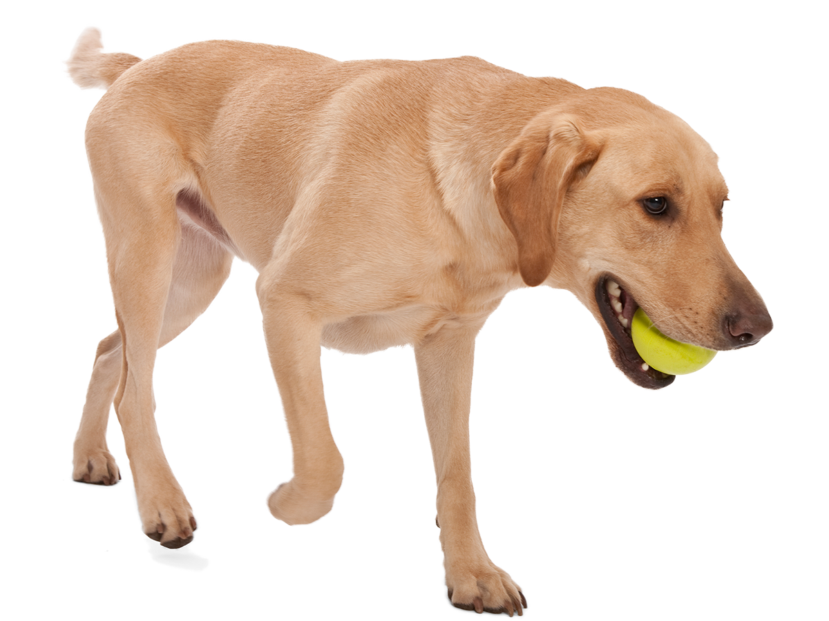 Jive® Dog Toy Ball for Chew, and Fetch: L / Tangerine