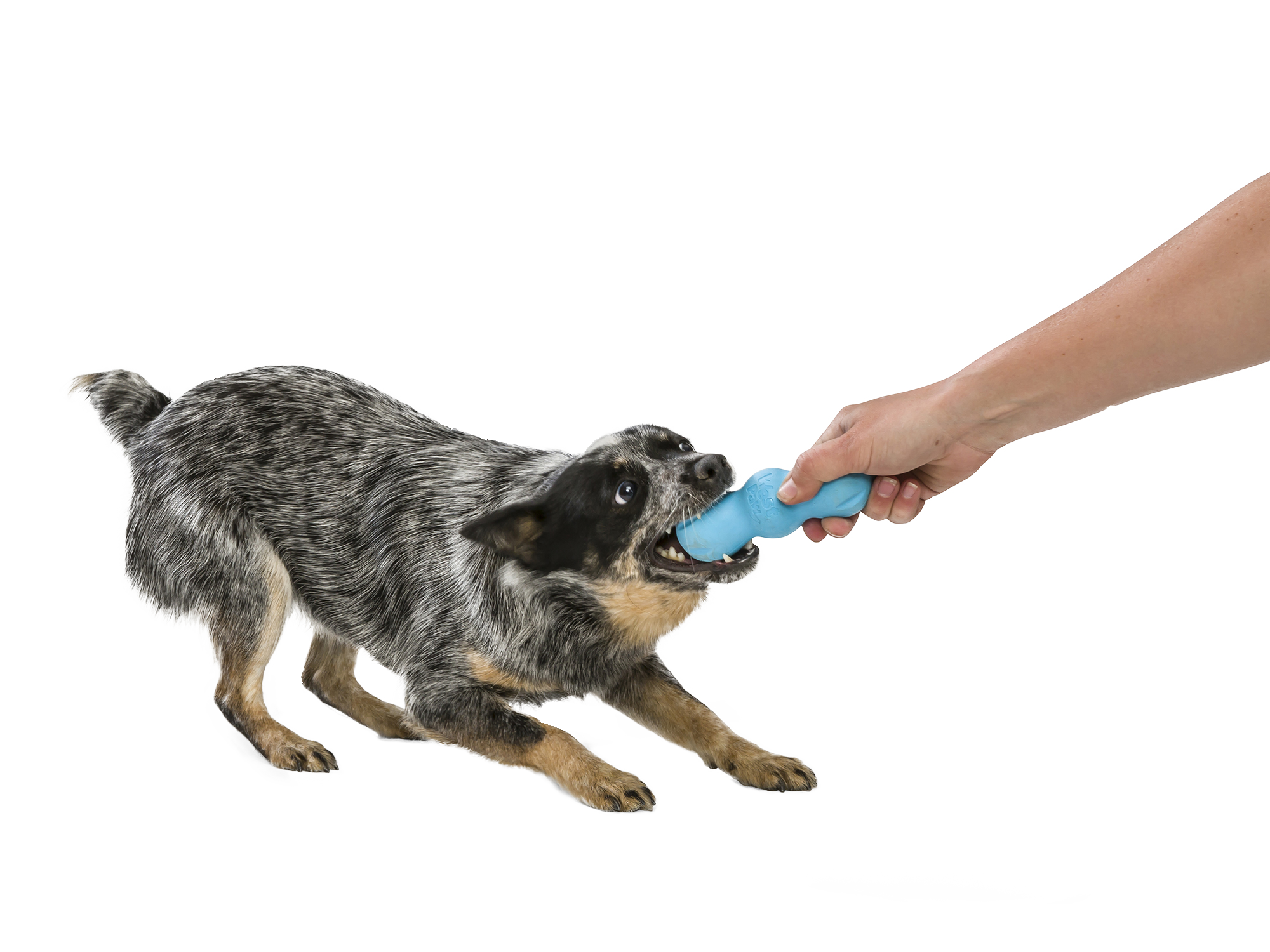 Rumpus® Dog Chew Toy: S / Aqua Blue